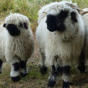Bild Gornergrat, Zermatt 28 Bild Gornergrat, Zermatt 28