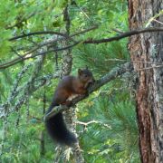 Bild Gornergrat, Zermatt 31 Bild Gornergrat, Zermatt 31