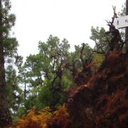 Bild Regenwaldtrail, San Juan de Puntallana, La Palma (Kanaren) 19 