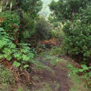 Bild Regenwaldtrail, San Juan de Puntallana, La Palma (Kanaren) 23 