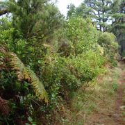 Bild Regenwaldtrail, San Juan de Puntallana, La Palma (Kanaren) 24 