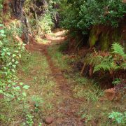 Bild Regenwaldtrail, San Juan de Puntallana, La Palma (Kanaren) 25 