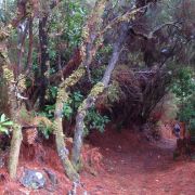 Bild Regenwaldtrail, San Juan de Puntallana, La Palma (Kanaren) 27 