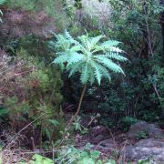 Bild Regenwaldtrail, San Juan de Puntallana, La Palma (Kanaren) 33 