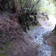 Bild Regenwaldtrail, San Juan de Puntallana, La Palma (Kanaren) 35 