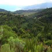 Bild Regenwaldtrail, San Juan de Puntallana, La Palma (Kanaren) 37 