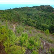 Bild Regenwaldtrail, San Juan de Puntallana, La Palma (Kanaren) 38 