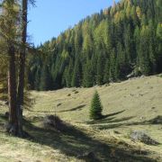 Bild Surava - Alp Ozur - Alp Era 25 