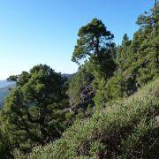 Bild Roque Kante Ost (Einstiegsvariante), La Palma (Kanaren) 10 
