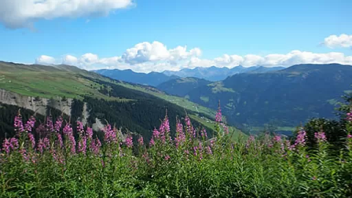 Tour-Bild Curtginatsch - Alp Anarosa