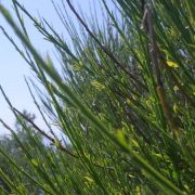 Bild Monte Lema 22 