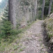 Bild Bonaduzer Alp (Variante Cauma) 12 