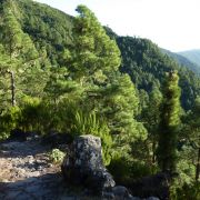 Bild Königsweg (Camino real), La Palma (Kanaren) 19 Bild Königsweg (Camino real), La Palma (Kanaren) 19