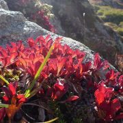 Bild Suvrettapass (Engadin) 29 
