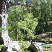 Bild Suvrettapass (Engadin) 34 