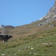 Bild Suvrettapass (Engadin) 6 