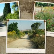 Bild Hinterland Grosseto - Scansano, Toscana 6 