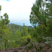 Bild Nambroque (Hoyo Negro), La Palma (Kanaren) 4 