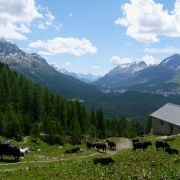 Bild Val Muragl 5 
