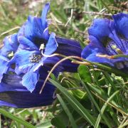 Bild Crest da Tiarms 13 