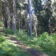 Bild Glas-Bischolapass-Trail 15 