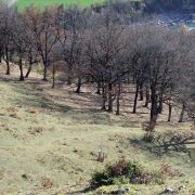 Bild Felsberg - Tamins 19 