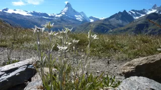 Bild Europaweg (Rothorn paradise), Zermatt