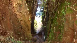 Bild Regenwaldtrail, San Juan de Puntallana, La Palma (Kanaren)