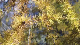 Bild Ringelspitz Hütte SAC