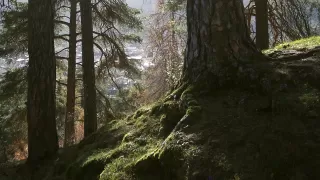 Bild Felsberg - Tamins