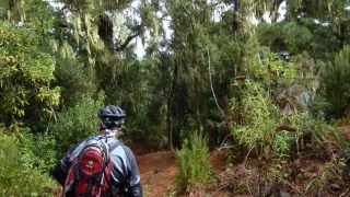 Themenbild Regenwaldtrail San Juan de Puntallana, La Palma (Kanaren)