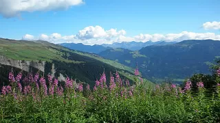 Themenbild Curtginatsch - Alp Anarosa