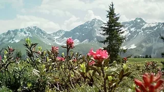 Themenbild Arosa - Ochsenalp